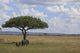 Elephant's in the serengeti Wall Decal