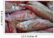 Pink Fish Wall Decal