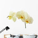 Cream Orchid Flower White Wall Decal
