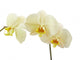 Cream Orchid Flower White