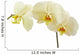 Cream Orchid Flower White Wall Decal
