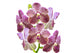 Purple Orchid White