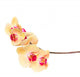 orange orchid branch Wall Decal