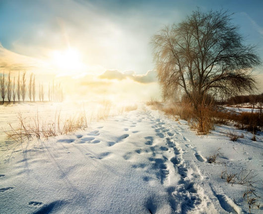 Winter in countryside Wall Decal