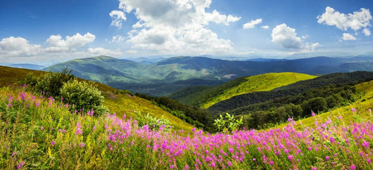 wild flowers on the mountain top Wall Decal