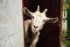 Goat Wall Decal