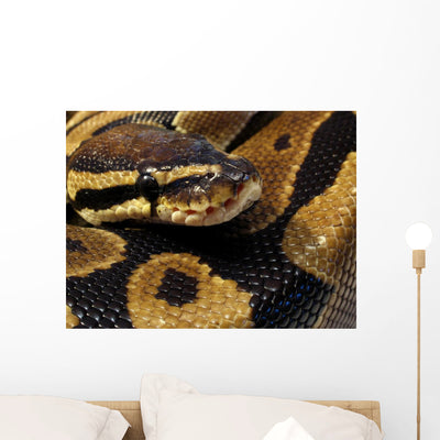 Ball Python Wall Decal shown on a wall