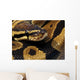 Ball Python Wall Decal