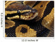 Ball Python Wall Decal