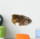 Mother guinea pig and three babies Wall Decal