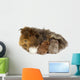 Mother guinea pig and three babies Wall Decal