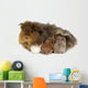 Mother guinea pig and three babies Wall Decal