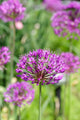 Alliums Flower Wall Decal