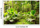 Tropical rain forest in Mahe Island, Seychelles Wall Decal