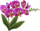Pink Orchid with Green