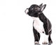 Curious puppy Wall Decal