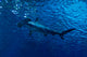 Silhouette of hammerhead shark in the water Wall Decal