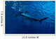 Silhouette of hammerhead shark in the water Wall Decal