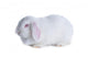 White Rabbit White