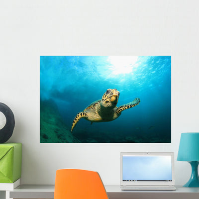 Hawksbill Sea Turtle Wall Decal shown on a wall