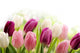 Tulips Wall Decal