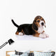 Beagle puppy Wall Decal