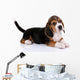 Beagle puppy Wall Decal