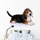 Beagle puppy Wall Decal