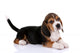 Beagle puppy Wall Decal