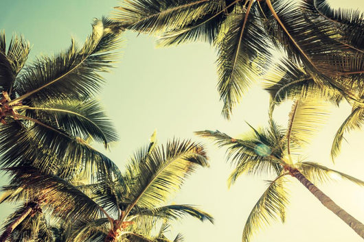Coconut palm trees and shining sun over bright sky Wall Decal