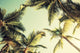 Coconut palm trees and shining sun over bright sky Wall Decal