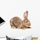 Portrait of a brown rabbit Wall Decal