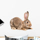 Portrait of a brown rabbit Wall Decal