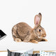 Portrait of a brown rabbit Wall Decal