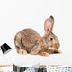 Portrait of a brown rabbit Wall Decal