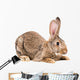 Portrait of a brown rabbit Wall Decal