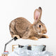 Portrait of a brown rabbit Wall Decal