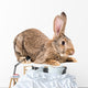 Portrait of a brown rabbit Wall Decal