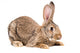 Portrait of a brown rabbit Wall Decal