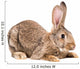 Portrait of a brown rabbit Wall Decal