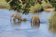 Elefantenfamilie durchquert Flu&szlig; Kr&uuml;ger Nationalpark S&uuml;dafrika Wall Decal