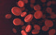 Red Blood Cells Wall Decal