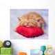 Kitten sleeping on the heart-shaped pillow Wall Decal