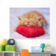 Kitten sleeping on the heart-shaped pillow Wall Decal