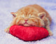 Kitten sleeping on the heart-shaped pillow Wall Decal