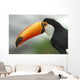 Profile Toucan Wall Decal