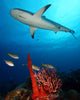 Caribbean Reef Shark Wall Decal