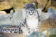 Snow Leopard