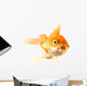 Golden Koi Fish Scared Isolated On White Background. Wall Decal