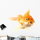 Golden koi fish scared isolated on white background. Wall Decal